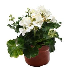 Geranio Blanco DECOALIVE Planta Natural con Flores Blancas