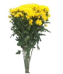 Bouquet de Crisantemos Frescos AMARILLOS con 100 Flores para Sorprender en Cualquier Evento