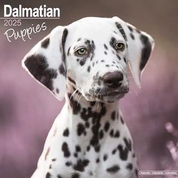 Dalmatian Puppies 2025 Square Wall Calendar | Dog Breed, Puppy Calendar