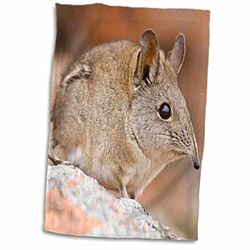 3dRose Cape Elephant Shrew, Bushman's Kloof, South Africa-Af42 Rbe0003, Ralph H/Bendjebar Towel, White, 15 x 22-Inch