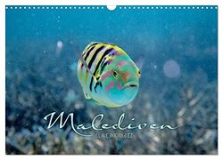 Unterwasserwelt der Malediven II (Wandkalender 2026 DIN A3 quer), CALVENDO Monatskalender: Die vielfältige und faszinierende Unterwasserwelt der Malediven.