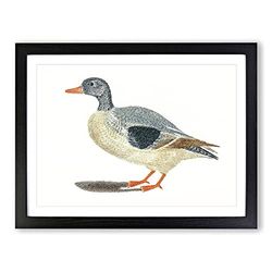 Duck By Johan Teyler Vintage Framed Wall Art Print, Ready to Hang Picture for Living Room Bedroom Home Office Décor, Black A3 (46 x 34 cm)