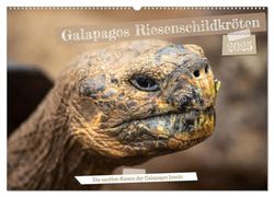 Die Riesenschildkröten der Galapagos Inseln (Wandkalender 2025 DIN A2 quer), CALVENDO Monatskalender: Erlebe die beeindruckende Schönheit und Anmut ... die die Galapagos Inseln ihr Zuhause nennen.
