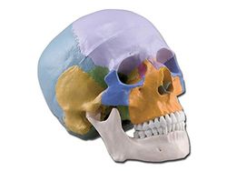GIMA Modelo anatómico Calavera Multicolor de Vitruvio, 1 x, desmontable en 3 partes, para estudiantes, Universidad, didáctica