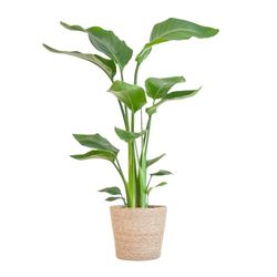 BloomPost Strelitzia Nicolai - 70-80 cm + mand - Kamerplant - Kamerplant die weinig onderhoud vergt - Makkelijk te kweken kamerplanten voor op kantoor - Inclusief pot