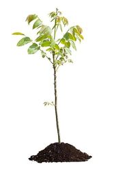 Nogal - Árbol Frutal Natural Cultiva tus Propias Nueces en Casa