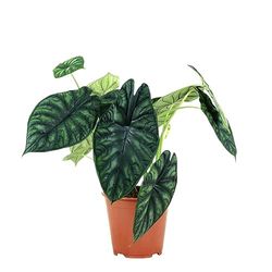 Planta Alocasia Escama de Dragón Natural Fácil de Cuidar y Verdaderamente Exótica