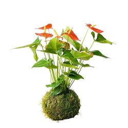 Anthurium Rojo KOKEDAMA Artesanal DECOALIVE Planta en Bola de Musgo