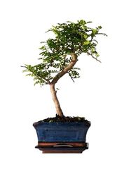 Bonsái Cerámica - Variedad no Elegible - Planta Natural