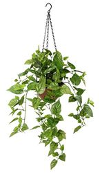 Flair Flower Planta Colgante Artificial Philo con Colgante de Filo de Hiedra Colgante, Guirnalda de Plantas para Interiores, Guirnalda de Flores de Hiedra