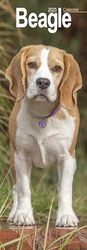 Beagle Slim 2025 Slimline Wall Calendar | Dog Breed Calendar