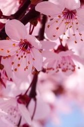 cherry blossom journal