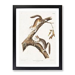 Downy Squirrels By John Woodhouse Audubon Vintage Framed Wall Art Print, Ready to Hang Picture for Living Room Bedroom Home Office Décor, Black A2 (64 x 46 cm)