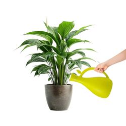Zendea Hållbar grön plast växtvattenkanna 13,2 x 10,5 cm - perfekt för att ta hand om växter och blommor i trädgården, balkongen eller terrassen - lång, tunn pip och kapacitet 1,6 l