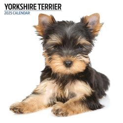 Yorkshire Terrier 2025 Moderne kalender