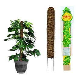 Mosser Lee Monstera Sphagnum Mosstang voor kamerplanten, plantenstok gemaakt in de VS, ideaal voor klimplanten, verbetert de plantengroei en stabiliteit, 30,5 cm hoogte