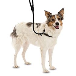 Company of Animals 3-in-1 Slip Lood voor Honden, 1.7 m Lengte, Zwart