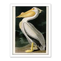 Artery8 Audubon Birds White Pelican Painting Artwork Framed Wall Art Print 18X24 Inch