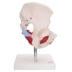 66fit XC-125 Kvinnlig bäckenmuskel och organ anatomisk modell - medicinsk pedagogisk utbildningshjälp