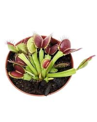 Venus Natural Dionaea Muscipula Panta Carnívora - Maceta 9cm ø