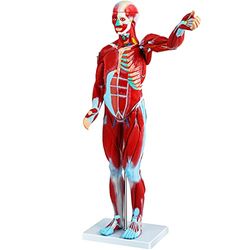 VEVOR Figura muscolare umana, modello di anatomia muscolare a 27 parti, modello di muscolo umano e organo a mezza vita, modello muscolare con supporto, modello del sistema muscolare con organi