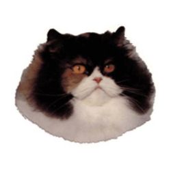 World Stickers Schwandt Heimtierbedarf 12509 Lot de 4 Autocollants pour Panneau avertisseur Motif Chat Persan Env. 80 x 80 mm