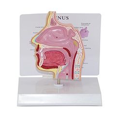 HeineScientific Modelo anatómico cavidad nasal
