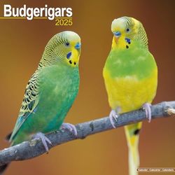 Budgerigar 2025 Square Wall Calendar | Bird, Parrot Calendar