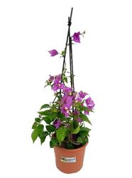 Bougainvillea Natural Planta que Resiste Condiciones Extremas y Florece Durante Todo el Año