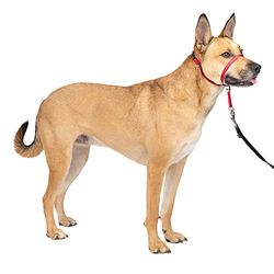 PetSafe Colar de cabeça de DVD de treino (idioma português não garantido)