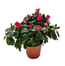 Planta Natural Azalea con Flor Planta Exclusiva Increíble