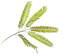 RAMA ACACIA VERDE PVC