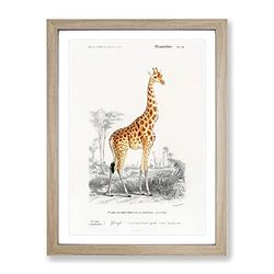Giraffe By Charles D' Orbigny Vintage Framed Wall Art Print, Ready to Hang Picture for Living Room Bedroom Home Office Décor, Oak A3 (34 x 46 cm)