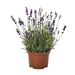 DECOALIVE Lavanda Cantueso Tomillo Borriquero Planta Natural en Maceta con Flores de Temporada Flor Natural