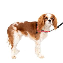PetSafe Arnês de luxo para cães Deluxe Easy Walk, pequeno, rosa, nylon, rosa/preto, S