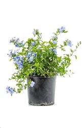 Plumbago Natural Arbusto de Pequeñas Flores Primaverales
