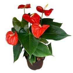 Anthurium Natural Planta de Interior de Grandes Flores Rojas