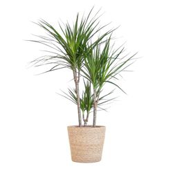 BloomPost Dracaena Marginata - 90-100 cm + mand - Kamerplant - Kamerplant die weinig onderhoud vergt - Makkelijk te kweken kamerplanten voor op kantoor - Inclusief pot