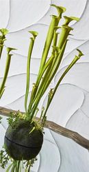 SARRACENIA ZIELONA CLARO 60 CMS. 16 x 16 x 60 cm