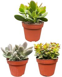 Succulenten Mix, 12cmØ, 16-22CM Hoog (3 Stuks)