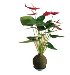 Planta Kokedama Anturio Rojo DECOALIVE Anthurium con Flores Rojas