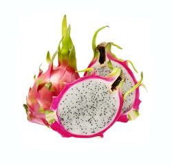 Planta Fruta Tropical Pitahaya Fruta del Dragón Planta Viva