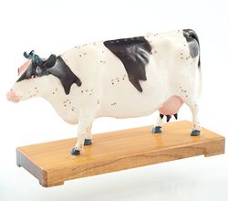 HeineScientific Modelo de vaca para acupuntura