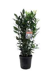 Laurel Árbol Mediterráneo - Planta Natural - Planta Aromática - Interior y Exterior