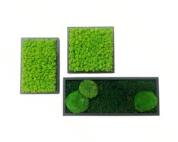 Quadro vegetale con muschio piatto, piante naturali stabilizzate, zero manutenzione, Moss Frame. Misure 25x25 cm 20x30cm 20x50 cm