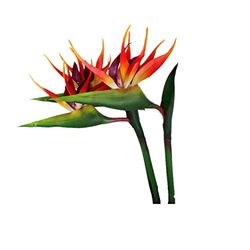 Large Bird of Paradise 32 Inch Permanent Flower,Flower Stem 0.5 Inch,UV Resistant No Fade Flower Part is Made of Soft Rubber PU,Artificial Flower Plants for Home Office 2 Pcs (Orange red)