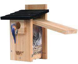 Nature's Way Bird Products CWH4 Cedar Bluebird - Casetta di osservazione