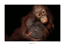 Bornean Orangutan - Grootte: 70 x 50 cm - Komar, muurschildering, posters, kunstdruk (zonder lijst), National Geographic