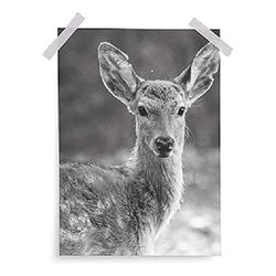 Bonjourbebe Póster 40X30 - Imágenes enmarcadas, unisex