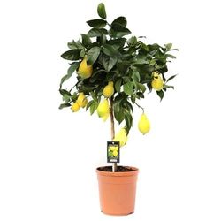DECOALIVE Árbol Frutal Natural Limonero Planta Limones Natural